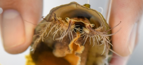 Cocktails with a Curator: Saving the White Abalone