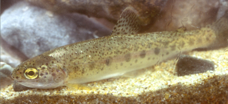 Science Pub: SoCal Steelhead at Arroyo Hondo