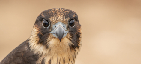 Birds in Focus: Local Bird Photographers