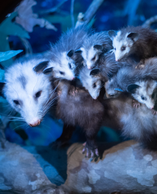 Howls & Owls will send guests on a mysterious adventure to solve the Case of the Missing Morsels to find out who is eating our exhibits?