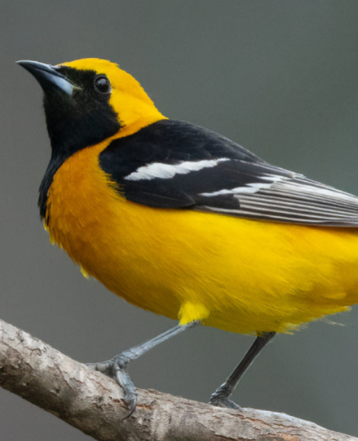 Spring Birding Classes with Sophie Cameron