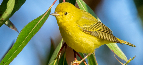 Fall Birding Classes with Sophie Cameron