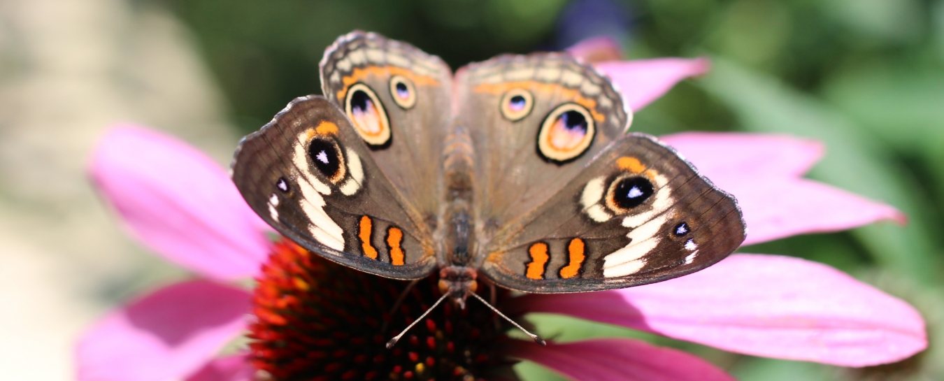 Butterflies Alive! Early Closure Santa Barbara Museum of Natural History