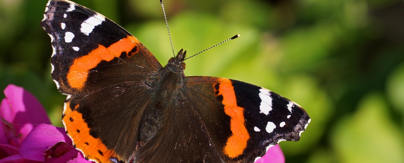 Butterflies Alive! Santa Barbara Museum of Natural History