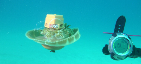 Science Pub: Cyborg Jellies Exploring Our Oceans