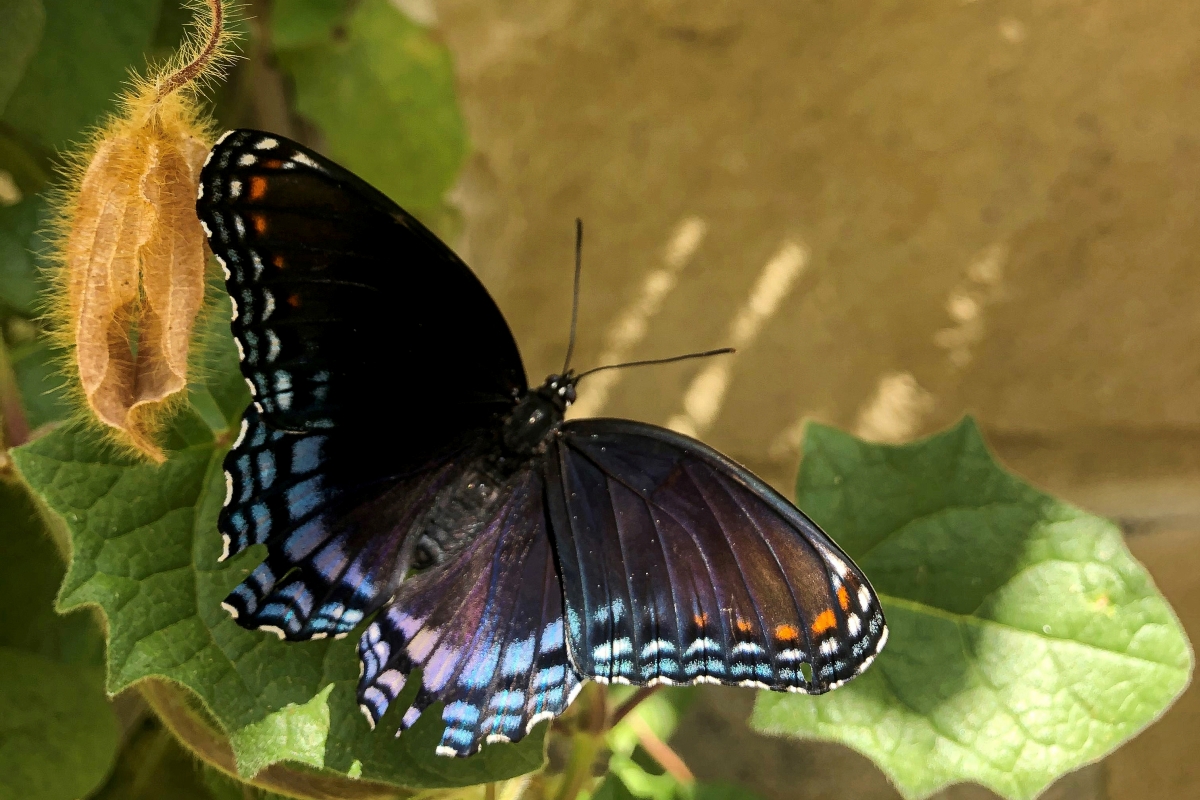Butterflies Alive! Santa Barbara Museum of Natural History