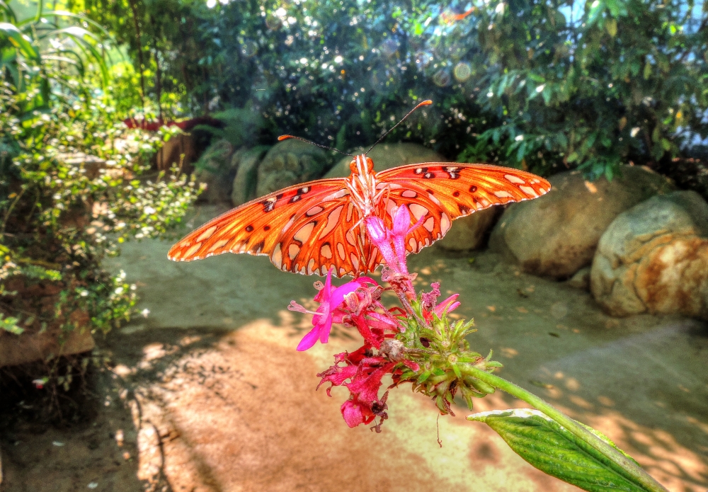 Butterflies Alive! Exhibit Opening Santa Barbara Museum of Natural