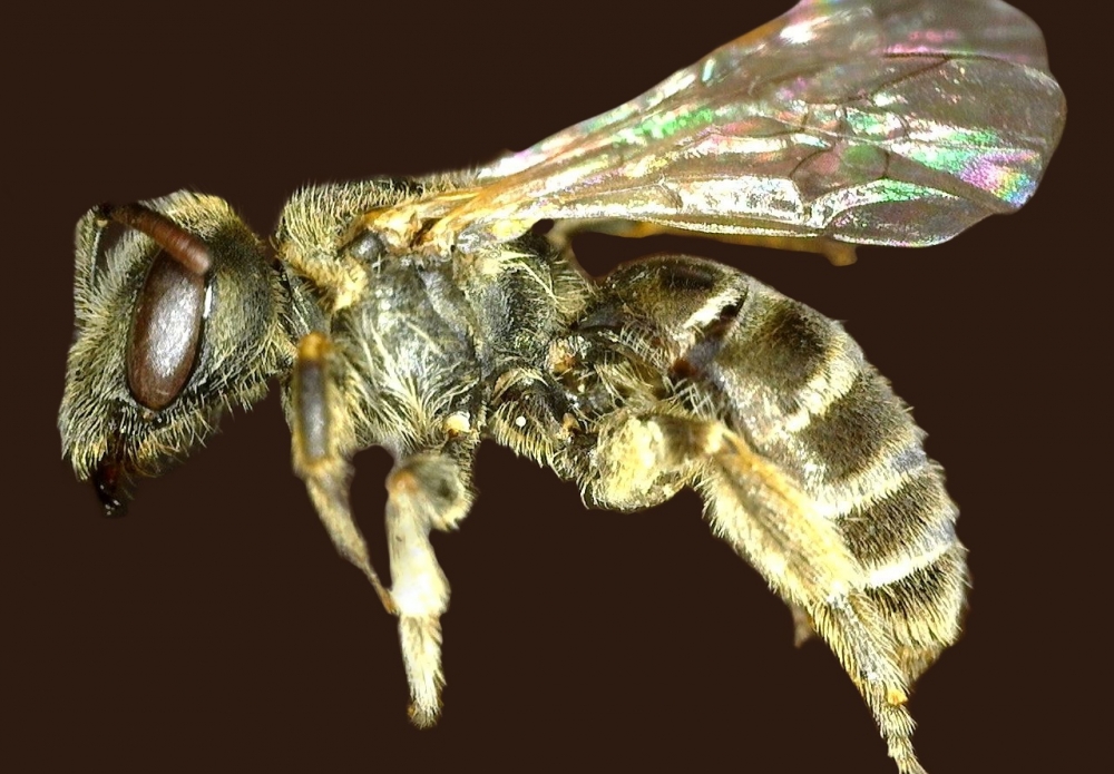 Science Pub from Home: Buzzing about Santa Barbara’s Bee Diversity ...