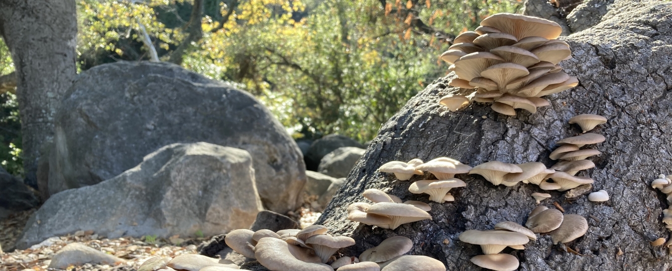 https://www.sbnature.org/uploads/uploads/header-pleurotus-ostreatus-1665700272-1350x545.jpg