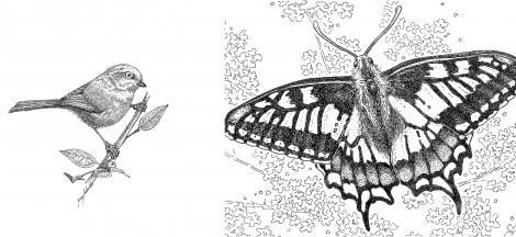 Science Pub from Home: Garden Allies