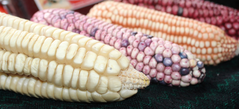 How Maize Shaped History