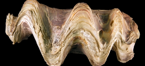 Conversations with a Curator - Scallops, Oysters, and Mussels, Oh My!