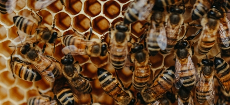 Science Pub: The Happiness of the Bee