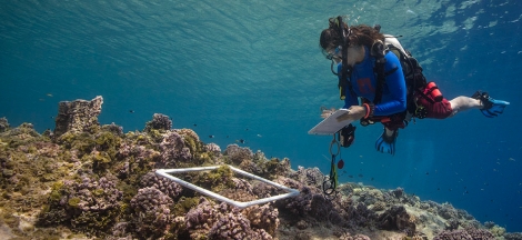 Science Pub from Home: Conserving Reefs Together
