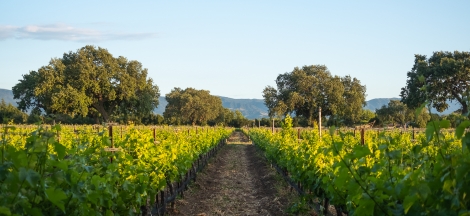 Field Trip: Art Inspired by Wine