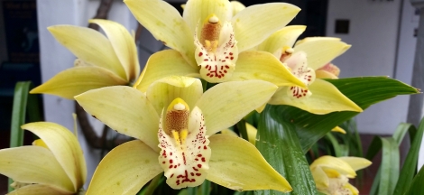 Curated: Orchids and Their Care