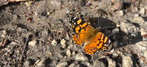 iNat Together Community Bioblitz