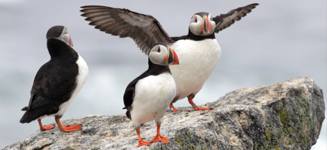 Saving Birds to Save the Planet