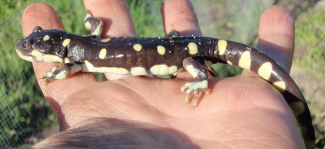 Science Pub: Sensitive Amphibians of California