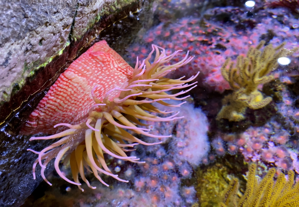 Extended Hours at the Sea Center Santa Barbara Museum of Natural History