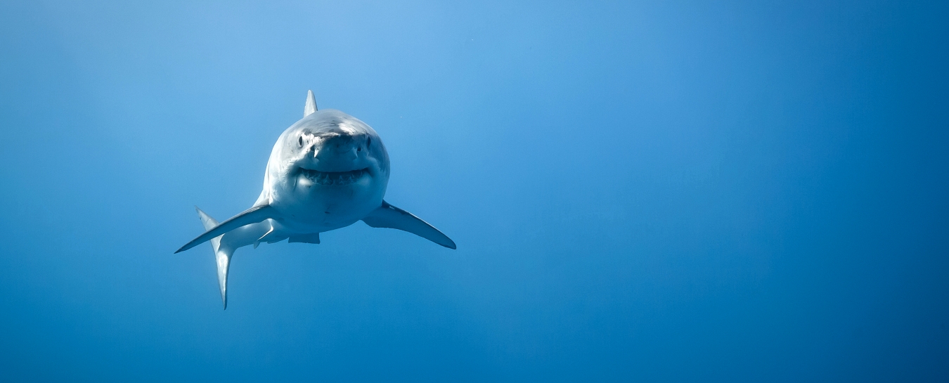 SANTA BARBARA SHARKS