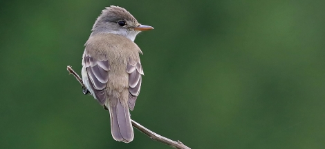 SB Audubon Society Presents: Conservation Adventures in Hotspots for Western Migratory Birds