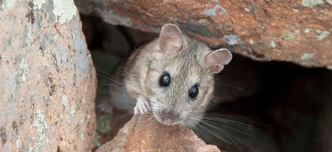 Packrat Middens: Online Curator Talk